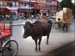 Cow in Jaipur. Photo Rob te Riet